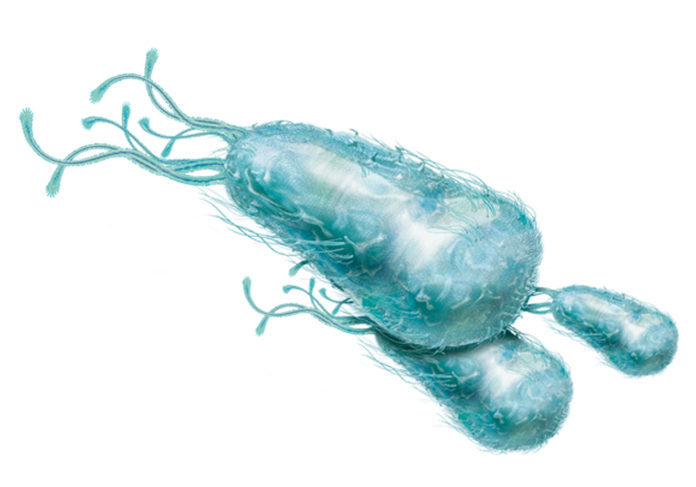 bacteria-azul_0